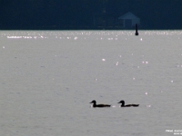 02619cl - Ducks swimming along Sturgeon Lake   Each New Day A Miracle  [  Understanding the Bible   |   Poetry   |   Story  ]- by Pete Rhebergen